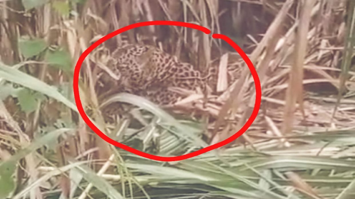 Meerut: Panic has spread in many villages due to leopards in Hastinapur