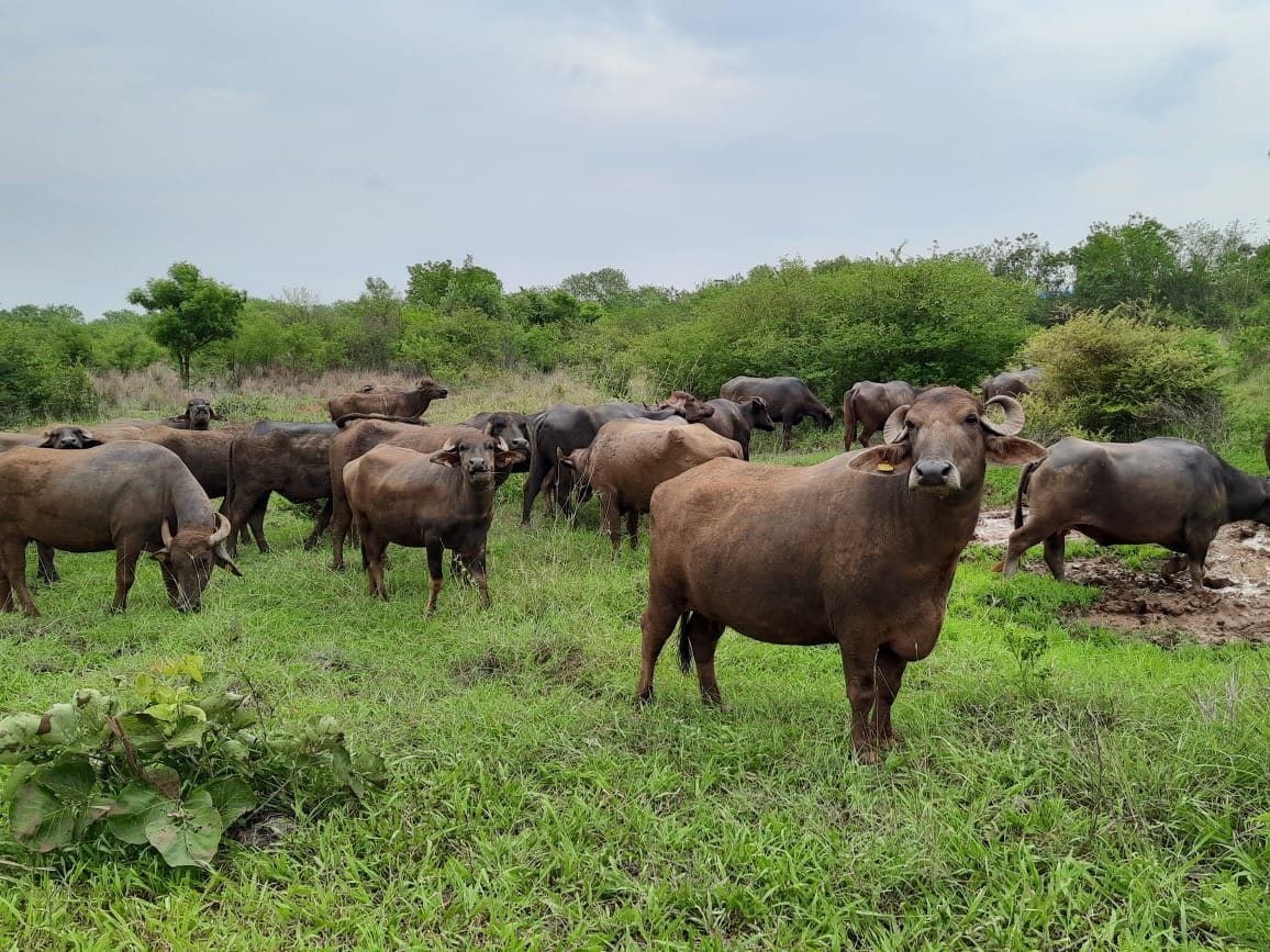 The milk of Bhadavari breed buffalo produces the most ghee, paneer and mawa.