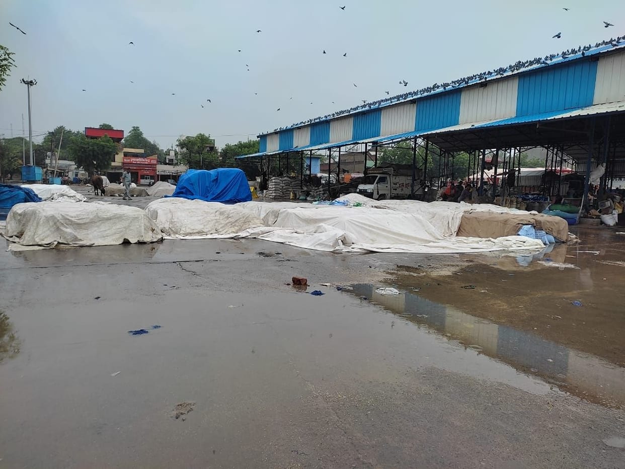 It has been raining for three days, 10 to 30 percent loss to farmers' crop