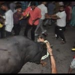 सांड़ ने बच्चे को पटका