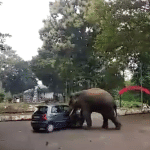 Elephant Attack Santro Car