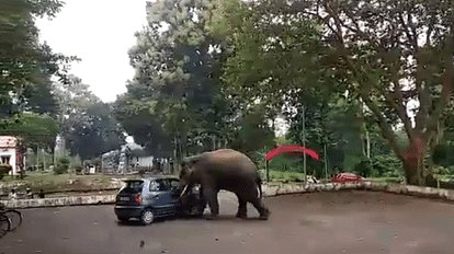 Elephant Attack Santro Car