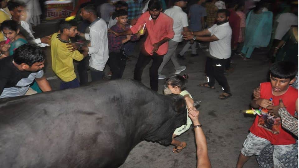 bull attacked the child after entering the crowd  in Janakpuri Mahotsav Agra