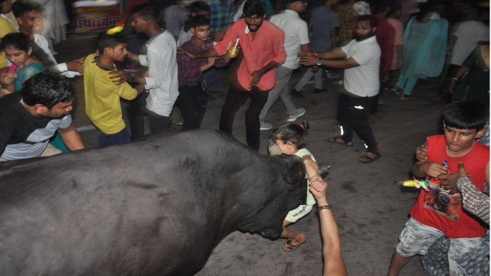 bull attacked the child after entering the crowd  in Janakpuri Mahotsav Agra