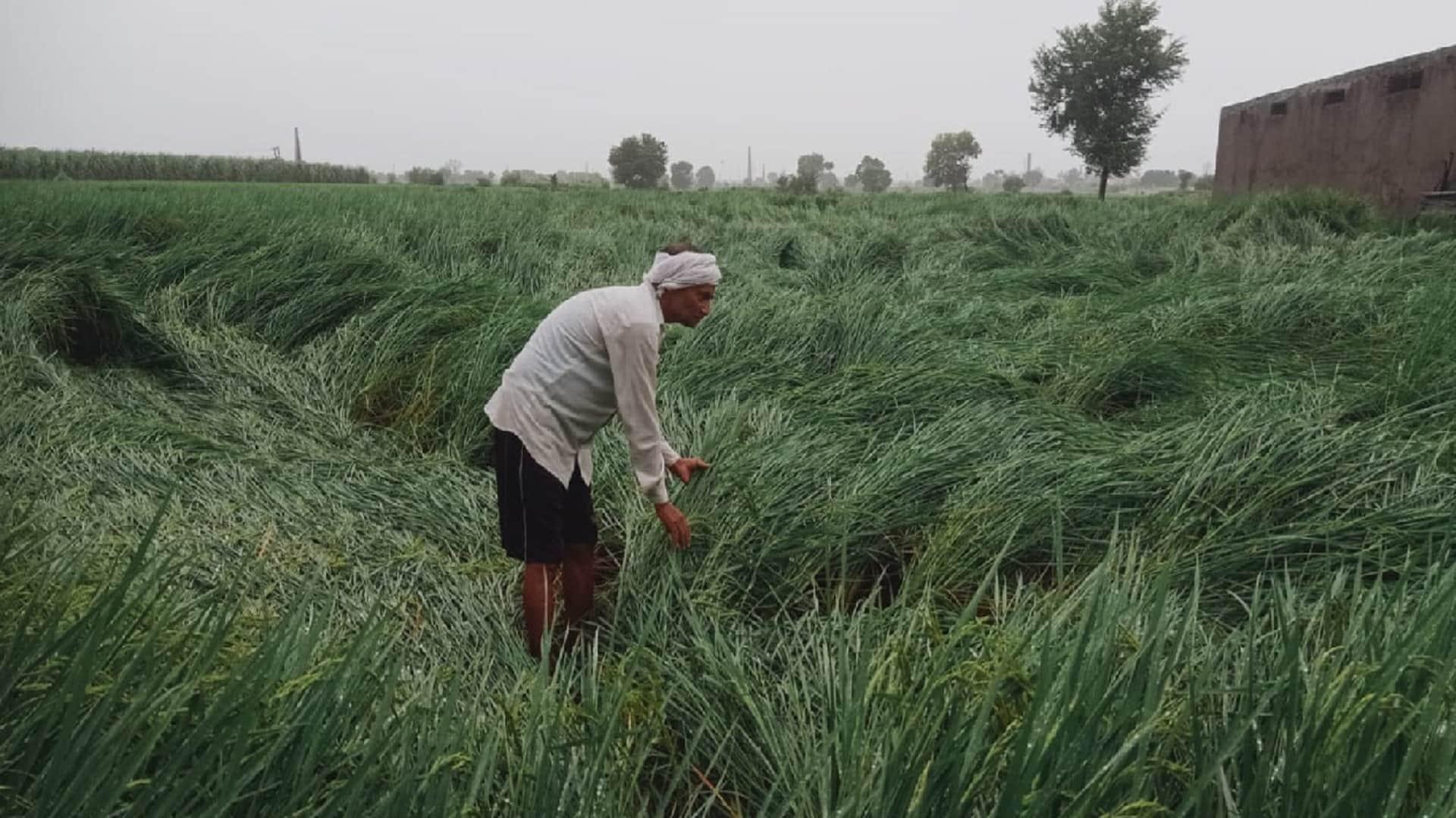Water stopped on highway and streets due to rain in Baghpat and loss of crops of farmers