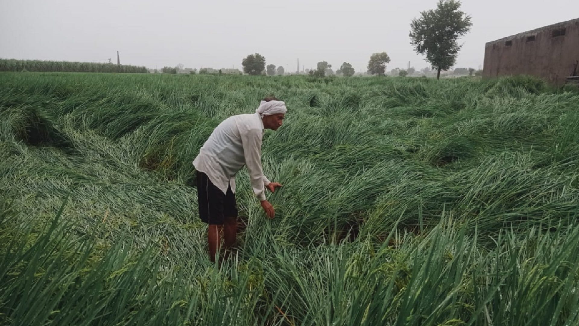 Water stopped on highway and streets due to rain in Baghpat and loss of crops of farmers