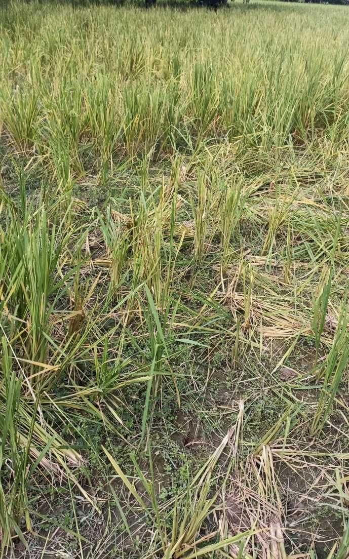 Gajraj is plaguing the cultivators in Bamanpuri