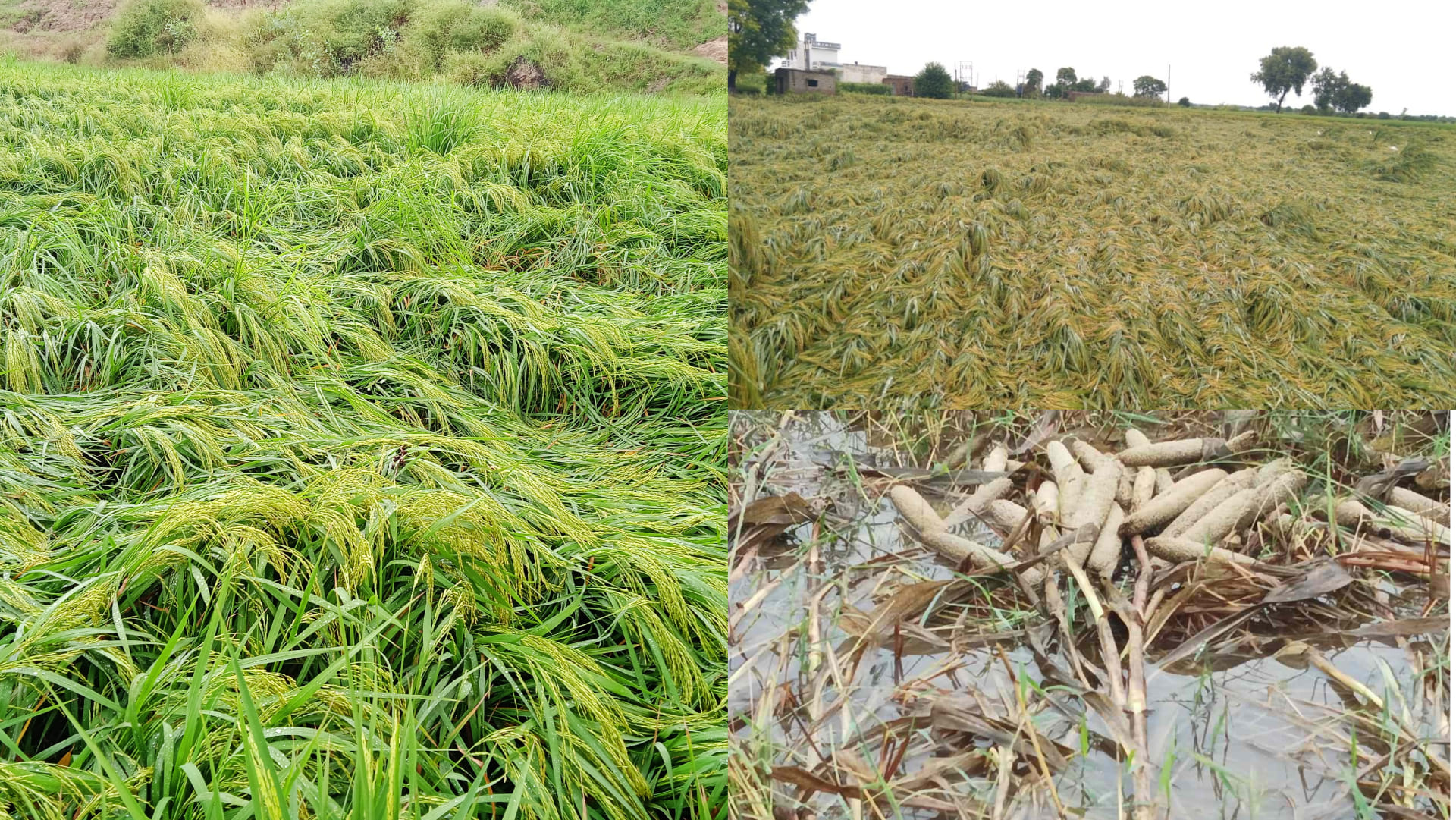 Heavy damage to crops due to rain in Haryana, Yellow alert even further
