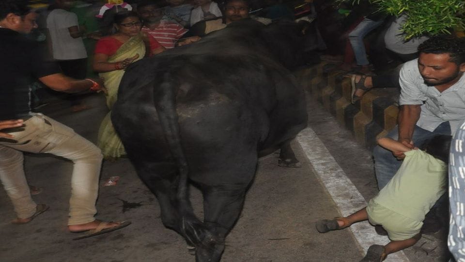bull attacked the child after entering the crowd  in Janakpuri Mahotsav Agra