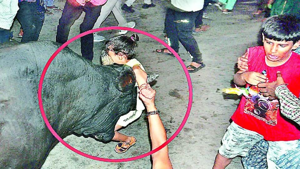 bull attacked the child after entering the crowd  in Janakpuri Mahotsav Agra