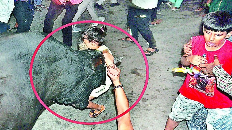 bull attacked the child after entering the crowd  in Janakpuri Mahotsav Agra