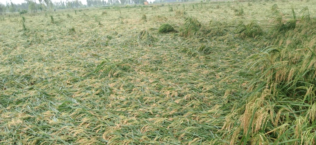 Crops fell in the fields due to rain and wind, double whammy on farmers
