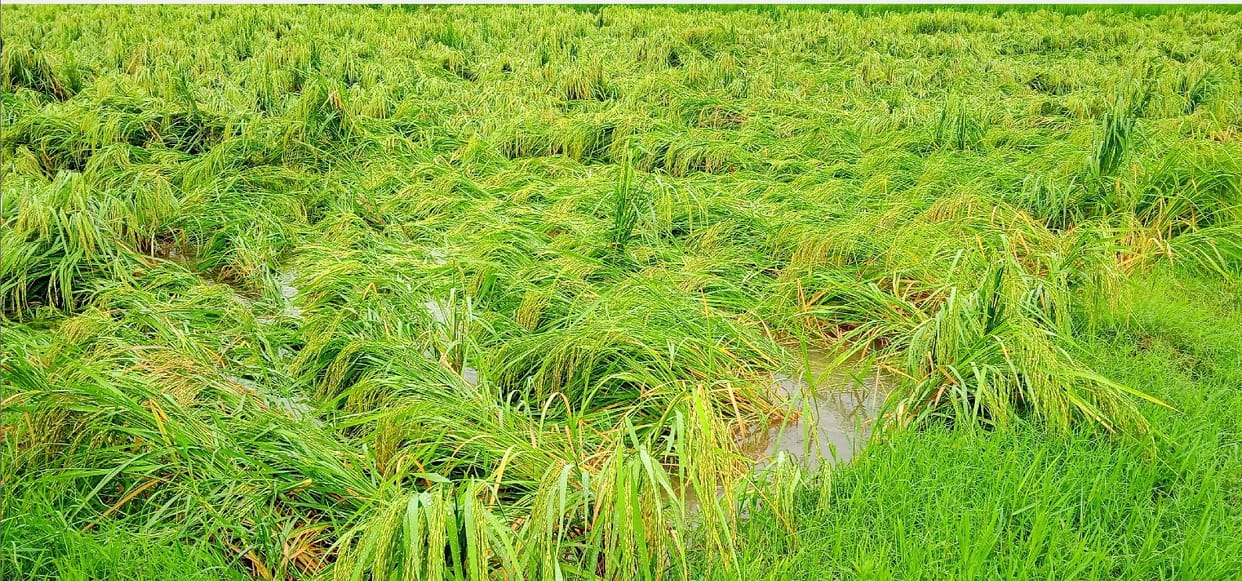 Disaster rain, roads submerged, paddy shed in mandis