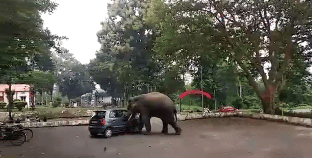 elephant attack santro car elephant attack video viral video news in hindi