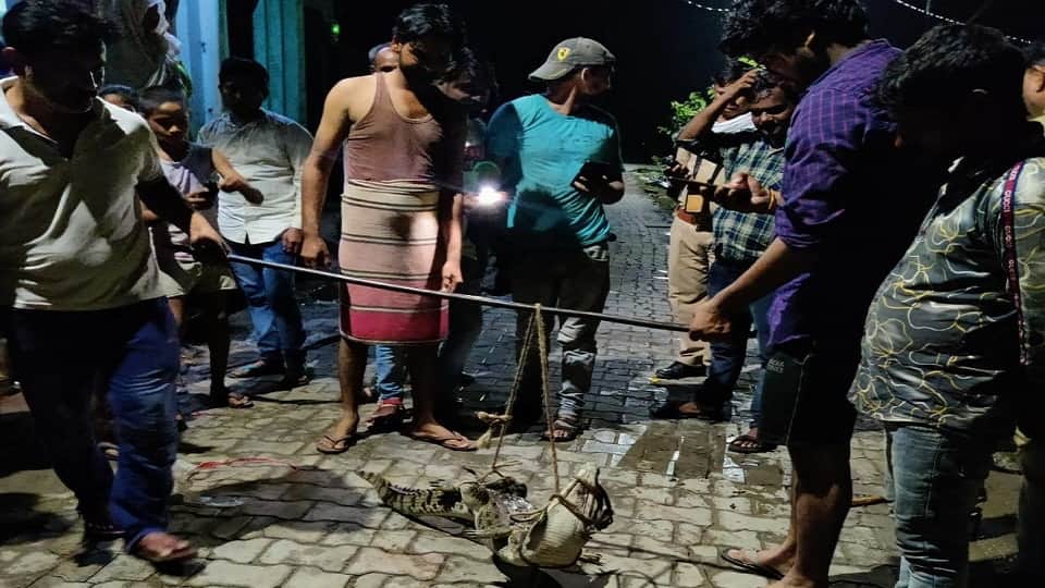 Crocodile  in drain people tied with rope in kasganj
