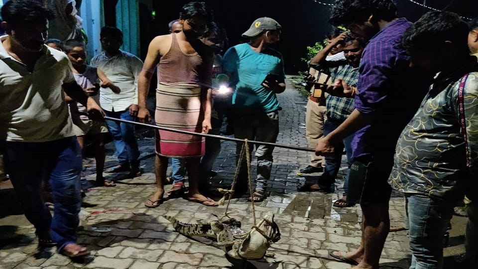 Crocodile  in drain people tied with rope in kasganj