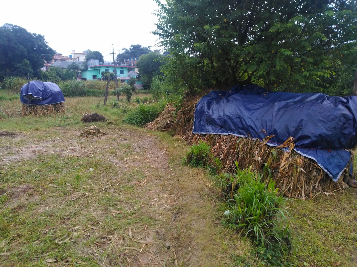 Maize crop soaked in rain, the wall of the house collapsed in Sai Lohara