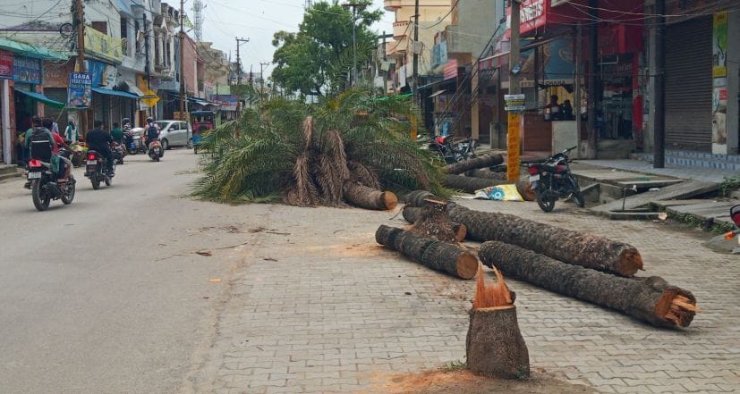 Tree Cut in Gadarpur