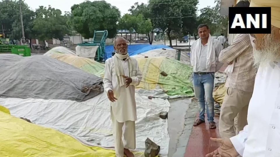 Paddy produce lies in open amid rains in Karnal as procurement is hindered due to strike by arhtiyas