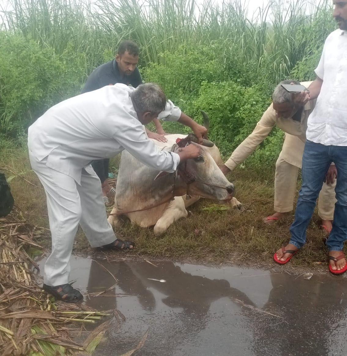 Private bus driver collides in buggy, farmer and bull injured