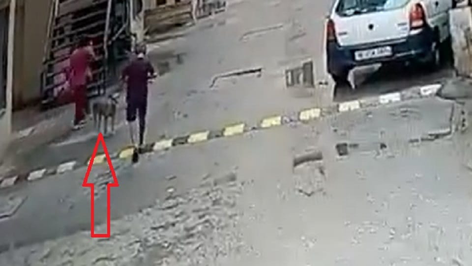11 year old child bitten by dog in Amrapali Village Society of Ghaziabad