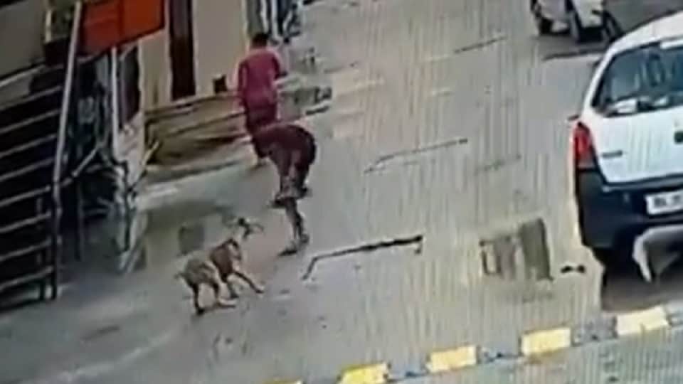 11 year old child bitten by dog in Amrapali Village Society of Ghaziabad