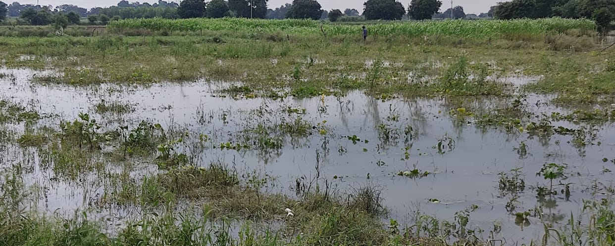 Kanpur Dehat: 1500 bigha crops in 20 villages of rugged belt submerged due to rain