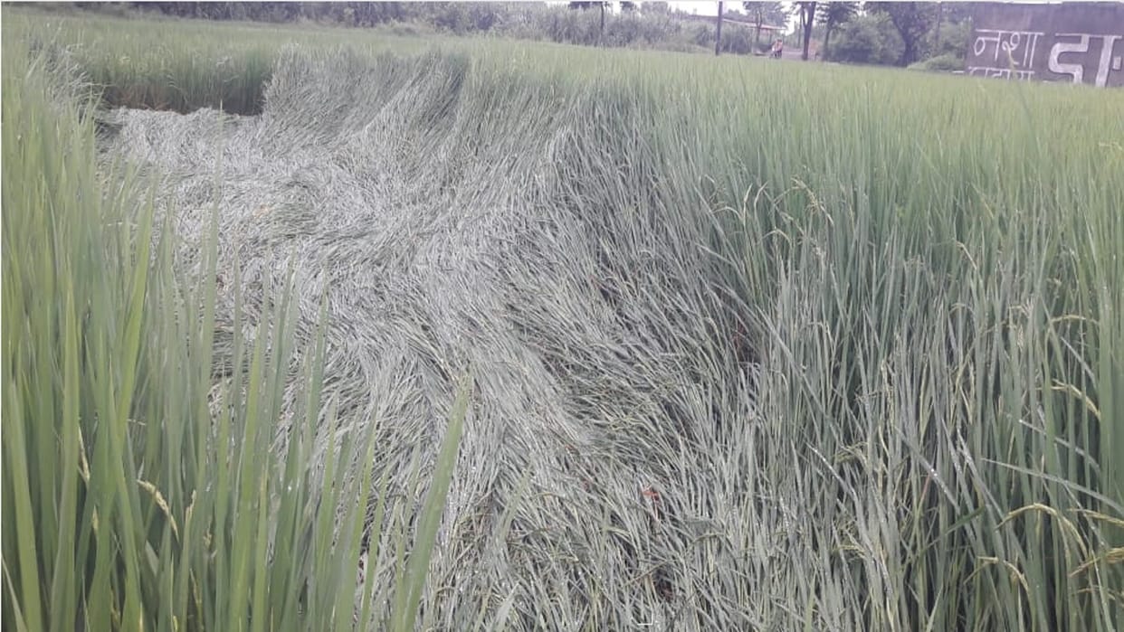 Paddy, maize and urad crops damaged due to rain