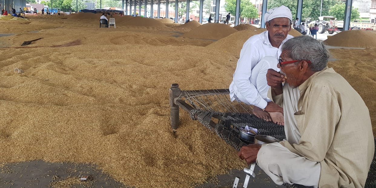 Double hit on farmers, rain-soaked paddy