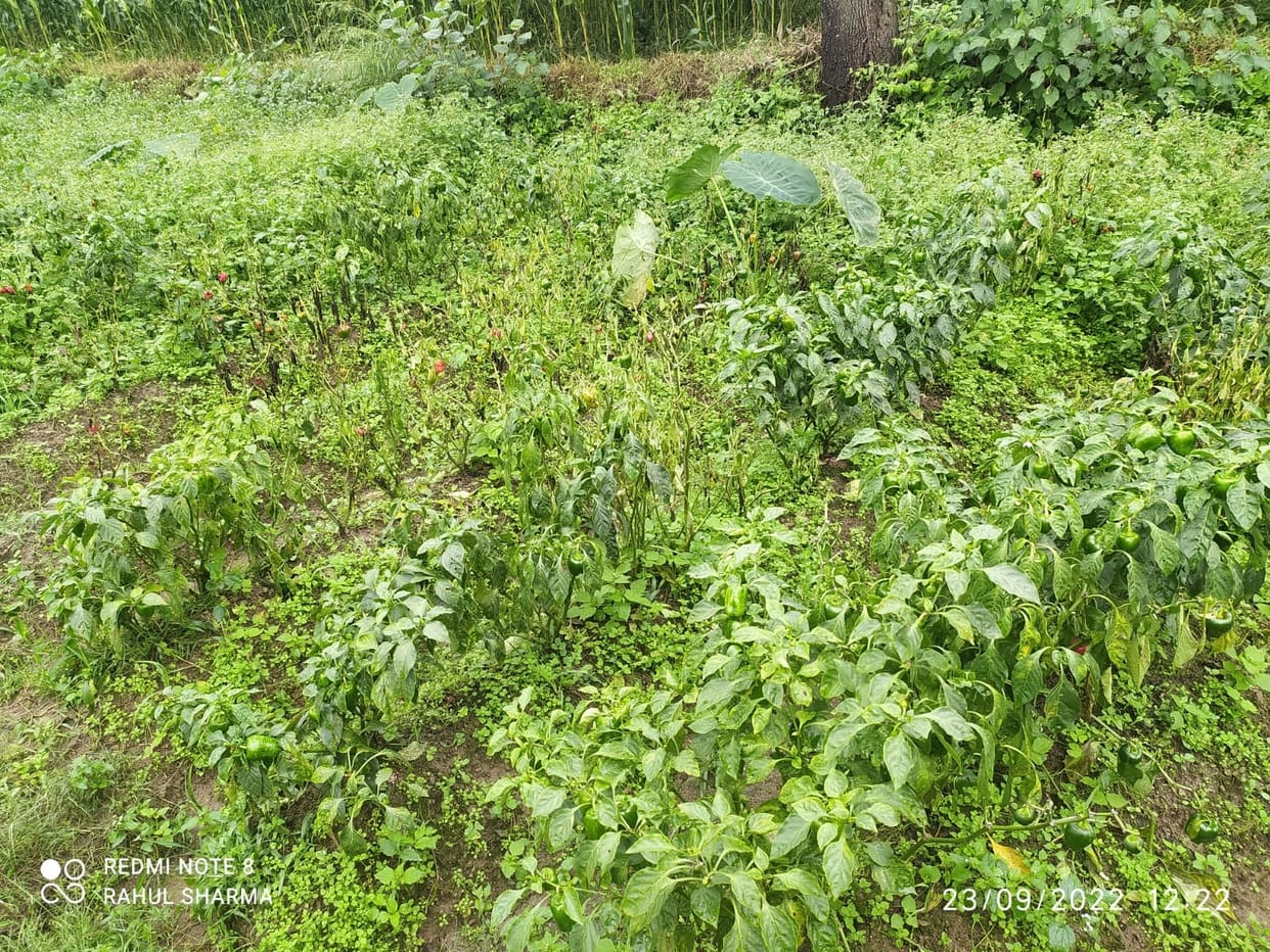 sirmaur news nahan news tomato and ginger crops  are destroying in pachad area due to rain