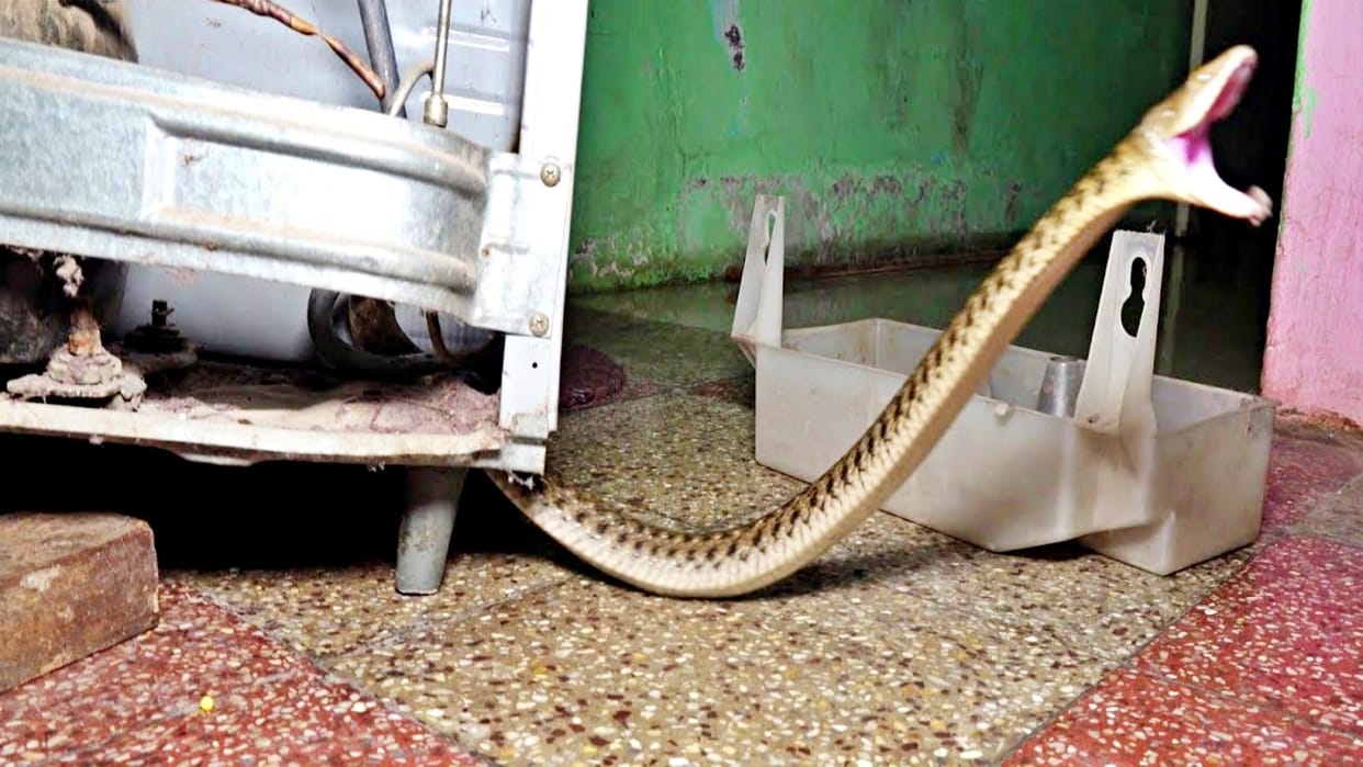 Damoh News Snake sitting inside the fridge for a month in Damoh