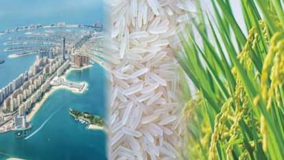 दुबई तक निर्यात होता है भारतीय बासमती