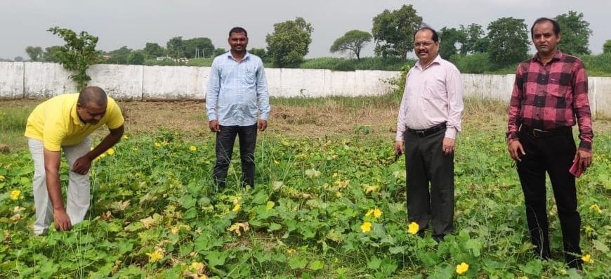 vegetables growing in kitchen garden of school