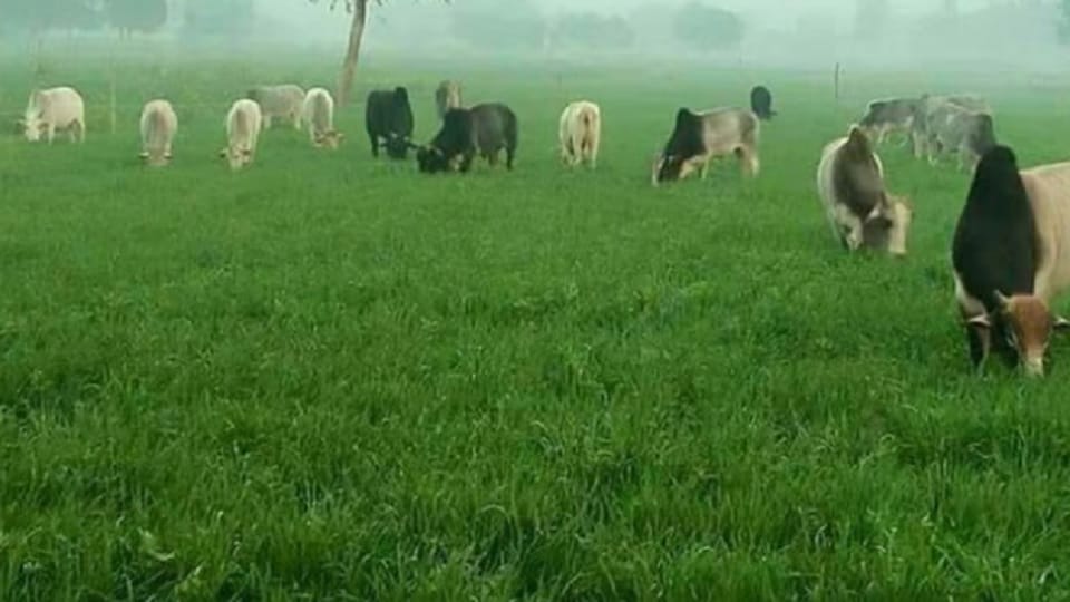 UP News : Jail can be imposed for putting barbed wire around the field