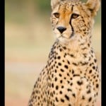 cheetah