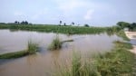कासगंज में गंजडुंडवारा क्षेत्र के गांव बगवास में बांध कटने से जलमग्न हुई फसल ।