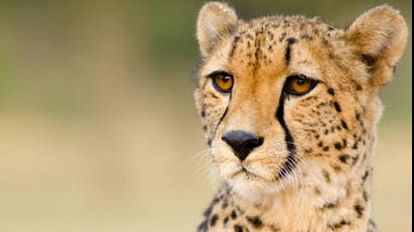 MP News: Cheetah Shasha died from Namibia, kidney infection had happened earlier