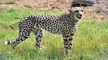 12 more cheetahs will come from South Africa on February 18 in Madhya Pradesh Kuno National Park
