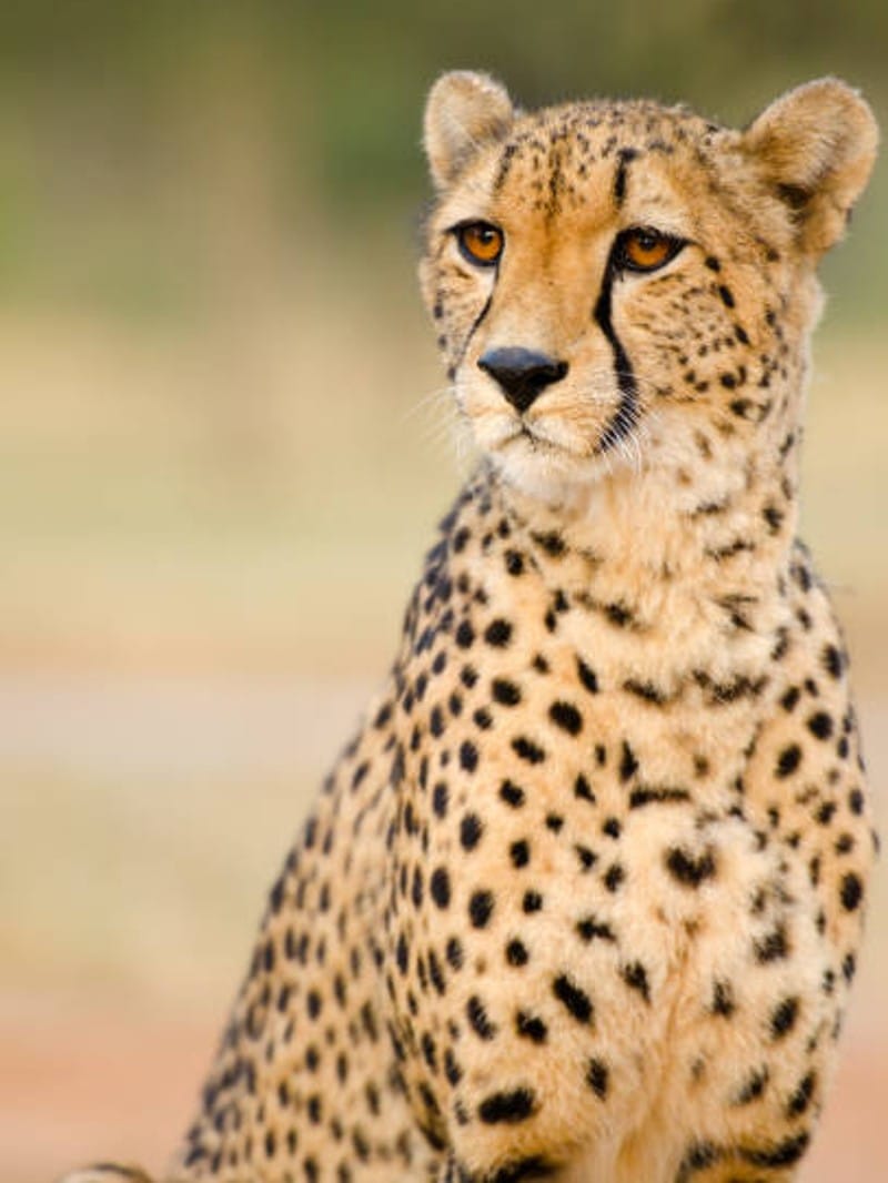 MP News: Cheetah Shasha died from Namibia, kidney infection had happened earlier