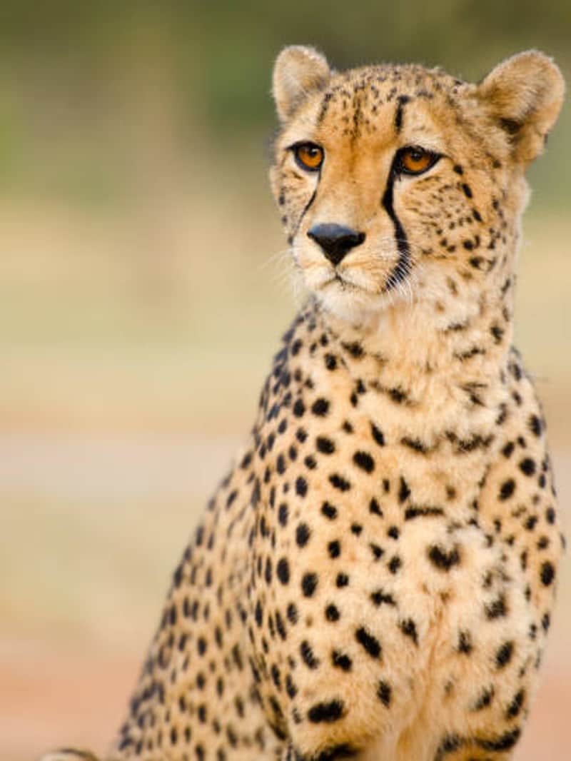 Kuno National Park: You Have To Wait To Know Whether Asha Cheetah is Pregnant