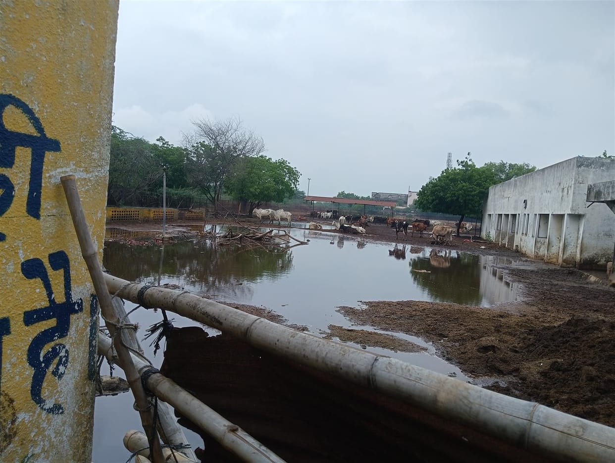 Hathras: Amidst the havoc of Lumpi, the life of the cow in the temporary cowshed is in danger