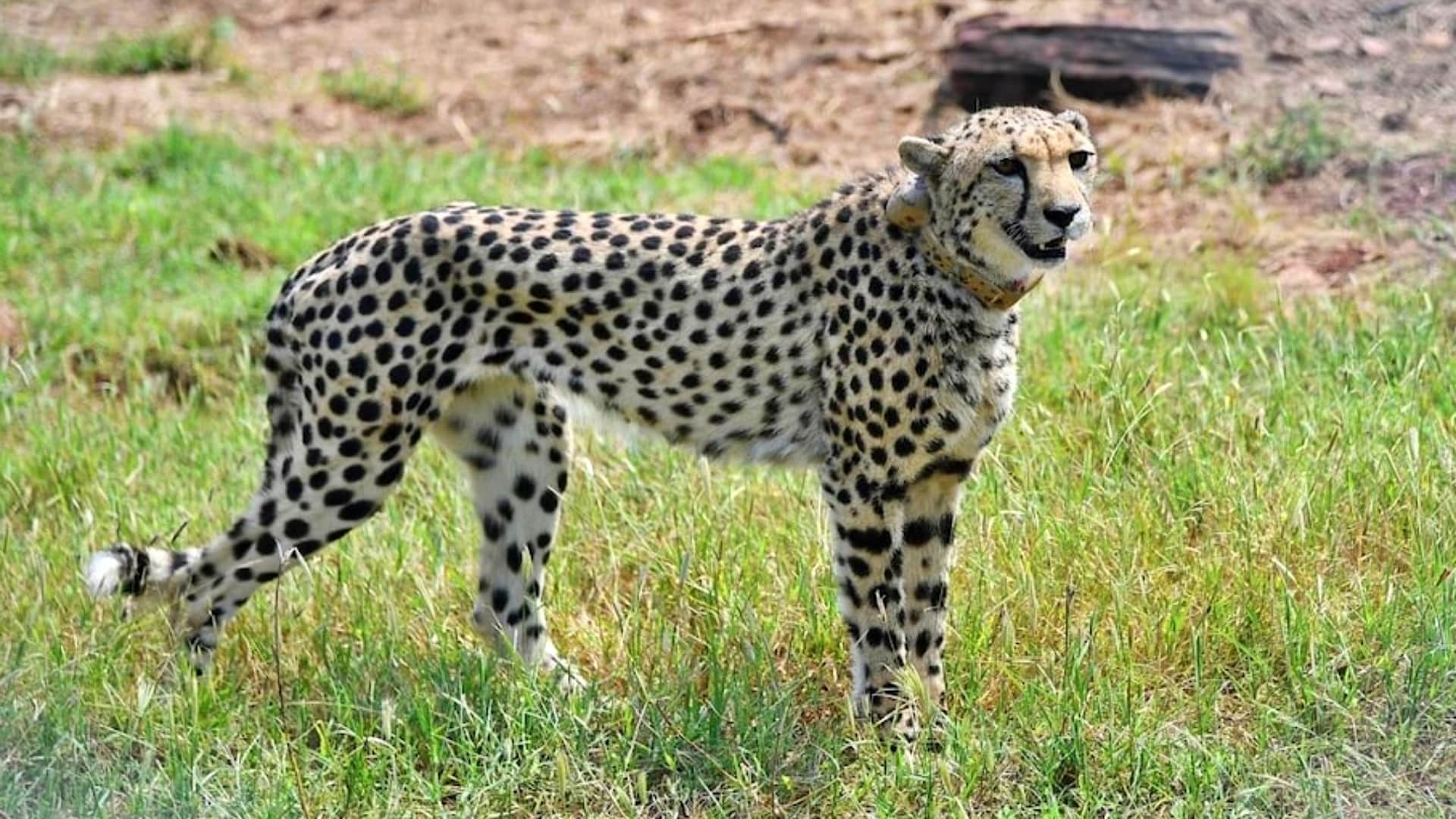 Kuno National Park: You Have To Wait To Know Whether Asha Cheetah is Pregnant
