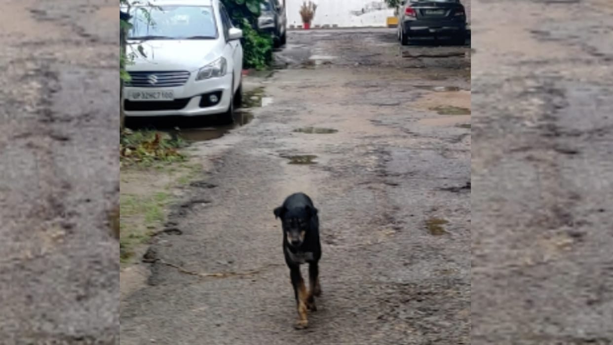 A dog attacked six people in 24 hours in Lucknow.