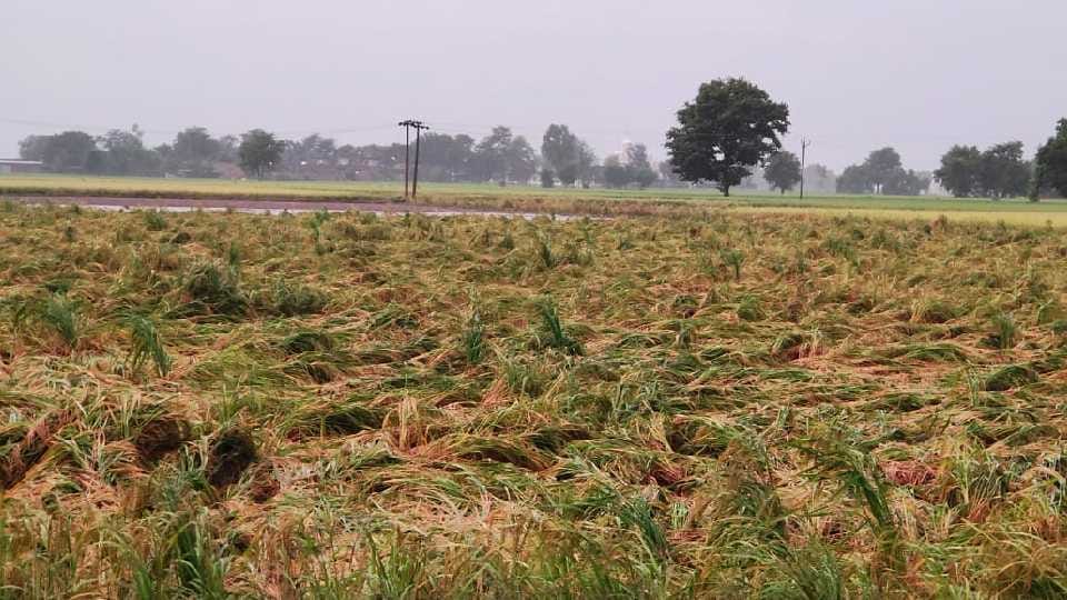 Rain breaks 42-year record in Meerut, temperature dropped by 10 degrees, paddy crop ruined