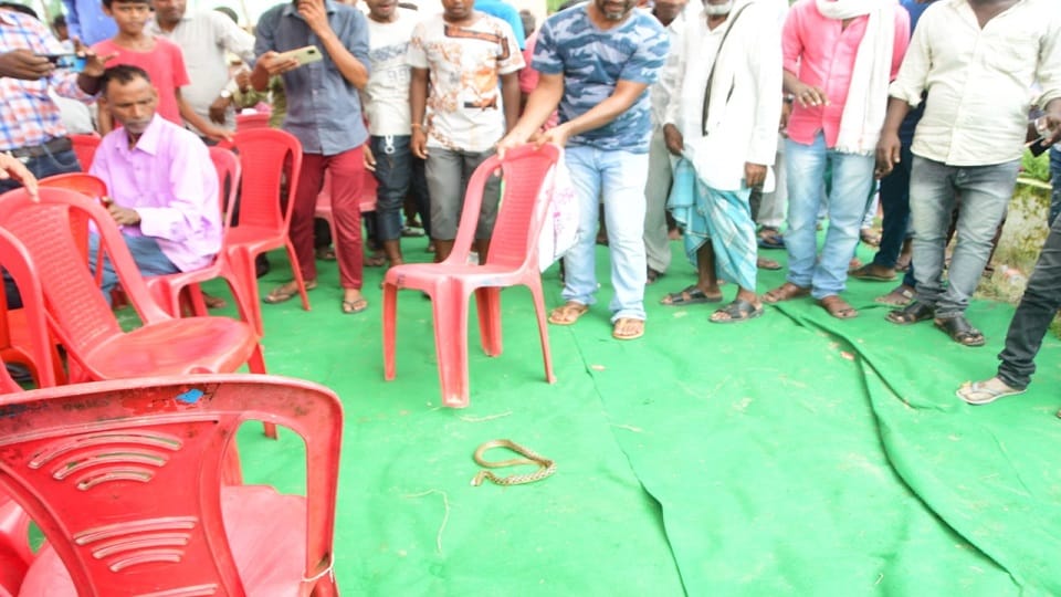 In program of Deputy Chief Minister Brajesh Pathak young man bitten by snake in Siddharthnagar
