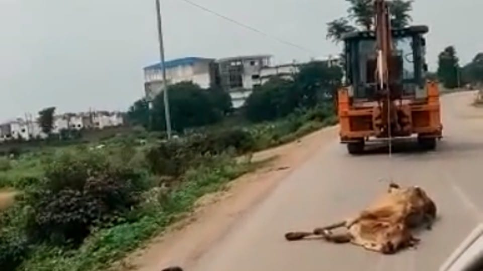 Madhya Pradesh: Now cruelty from cow's carcass in Satna, dragged by JCB