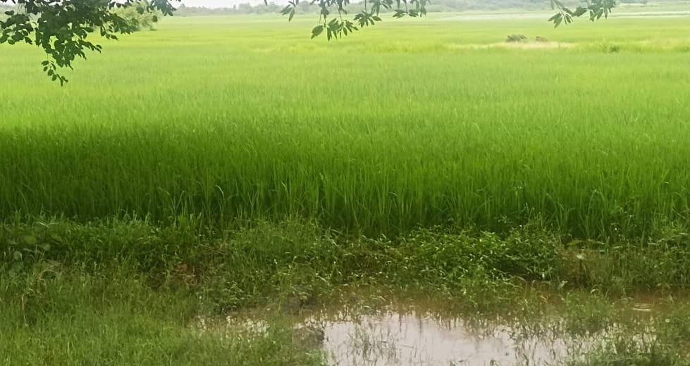 Hardoi, Monsoon changed the mood of the weather in the last stop