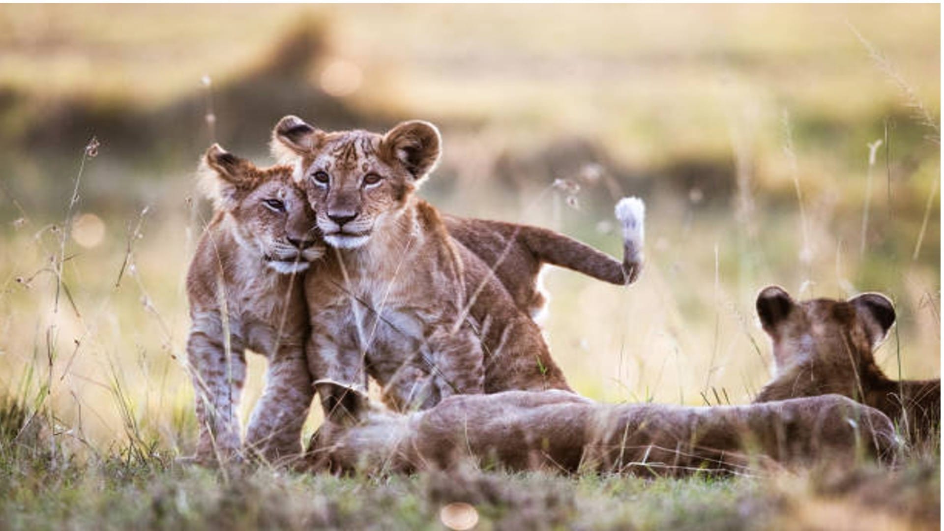 Navratri Mein Sher Dekhna Shubh Ya Ashubh Lion In Dream Meaning In Hindi