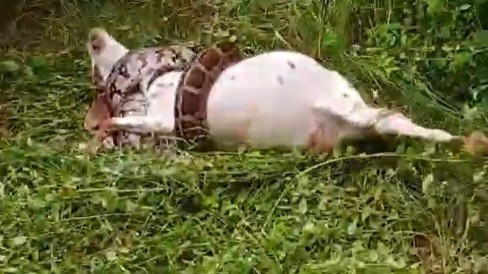 python caught goat and killed it panic in villagers in agra