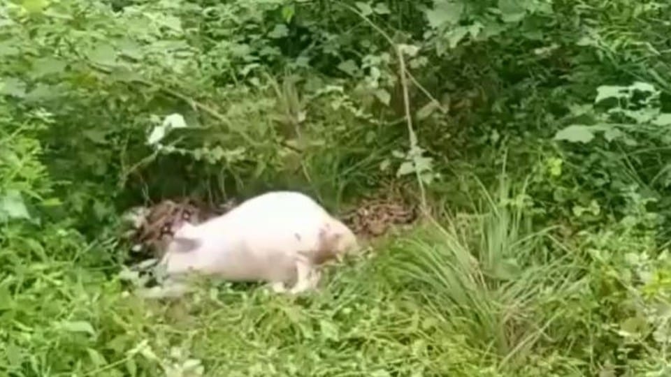 python caught goat and killed it panic in villagers in agra